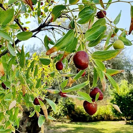 Alexandros Stone House Vila *