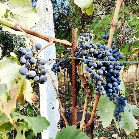 Alexandros Stone House Vila Nydri (Lefkada)