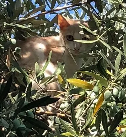 Alexandros Stone House Vilă *