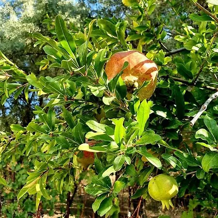 Vilă Alexandros Stone House *