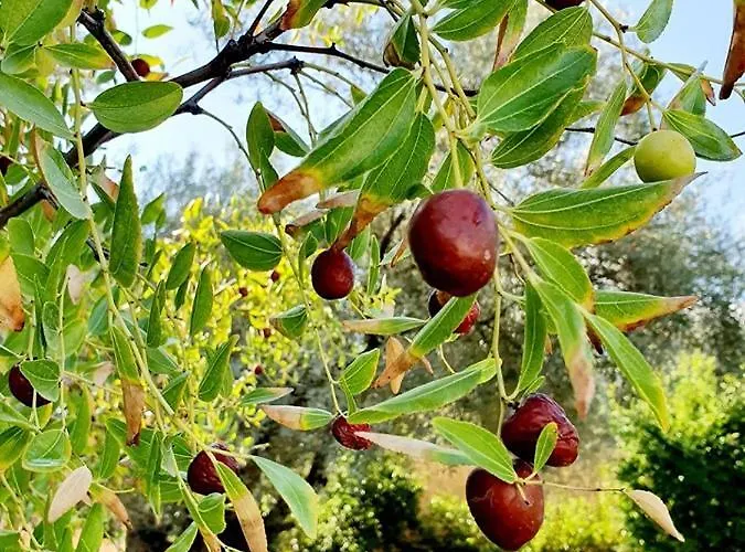 Alexandros Stone House 别墅 *