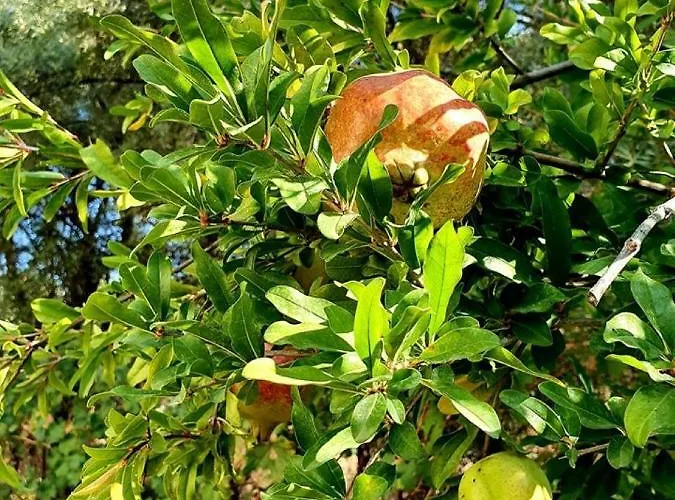 别墅 Alexandros Stone House *