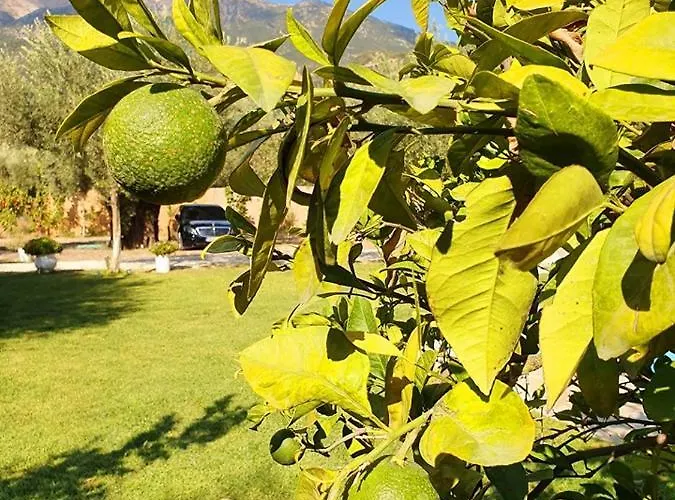 别墅 Alexandros Stone House 奈德里