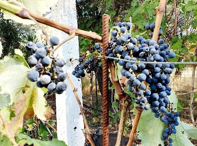 Alexandros Stone House 别墅 奈德里