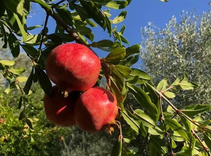 别墅 Alexandros Stone House *